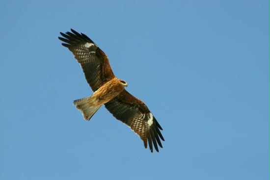 Black-eared Kite, Hokkaido, Japan